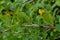 Barberry leaves affected by Puccinia graminis
