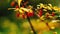 Barberry red berries on a green background sliding focus