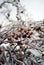 Barberry twigs or branches frozen with high ice cover