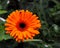 Barberton daisy or gerbera daisy and a fly