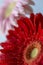 Barberton daisy(Gerbera jamesonii)