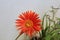 Barberton daisy gorgeous natural flower