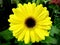 Barberton daisy, Transvaal daisies Gerbera.