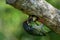 Barbet feeding baby in Singapore