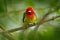 Barbet in the habitat. Red-headed Barbet, Vera Blanca, Costa Rica, exotic grey and red mountain bird, Wildlife scene from nature.