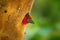 Barbet on the nest. Red head bird in tree nesting hole, animal behaviour in the forest nature. Black-collared barbet, Lybius torqu