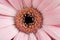 Barbeton Daisy Gerbera Flower