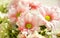 Barbeton Daisy Gerbera Flower
