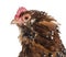 The Barbu d `Uccle or Belgian d `Uccle hen