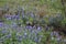 Barbwire, cactus and, Blue Bonnets