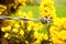 Barbwire and Yellow Gorse Flowers