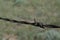 Barbwired fence on Wyoming prairies