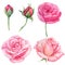 Barby pink watercolor flower set with roses for wedding design