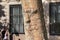 BARCELONA, SPAIN - MAY 16, 2017: Funny picture on the platan bark of the tree in the center of Barcelona