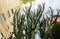 BARCELONA, SPAIN - OCTOBER 15, 2018: Huge cactus growing in Barcelona streets. Spanish nature