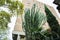 BARCELONA, SPAIN - OCTOBER 15, 2018: Huge cactus growing in Barcelona streets. Spanish nature