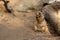 Barcelona Zoo, springtime, animals in nature, Black-tailed prairie dog