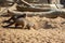 Barcelona Zoo, springtime, animals in nature, playing
