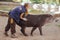 Barcelona, â€‹â€‹Spain, on May 2017 - Animal keeper at Barcelona Zoo taking care of the Amazonian tapir