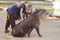 Barcelona, â€‹â€‹Spain, on May 2017 - Animal keeper at Barcelona Zoo taking care of the Amazonian tapir