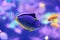 Barcheek unicornfish / naso tang / orange-spine unicornfish