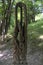 Bardonecchia, Turin, carved wooden statues in the forest path that runs alongside the river