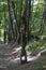Bardonecchia, Turin, carved wooden statues in the forest path that runs alongside the river