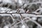 Bare alder black picturesquely curved twig  covered with frost