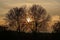 Bare alder trees against sunset in Bourgoyen nature reserve