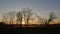 Bare alder trees against sunset in Bourgoyen nature reserve.