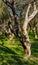 bare apple tree standing in autumn park