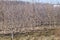 Bare apple trees in fruit orchard in spring