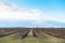 Bare apple trees in orchard in early spring