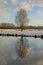 Bare ash tree reflecting in the water in a winter marsh landscape wih snow