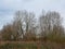 Bare ash trees, reed and shrubs on a cloudy winter day