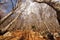 Bare Beech Forest in Winter - Corno d`Aquilio in Lessinia Plateau