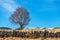 Bare Beech Tree and Stone Fence Wall - Lessinia Plateau Italy