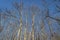 Bare Beech Trees