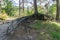 Bare big tree roots branches off from a tree trunk far above the ground in a forest landscape scenery