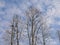 Bare birch trees agaist a blue sky with fluffy clouds