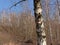 Bare birch trees and shrubs on on top of a spoil tip in Wallonia