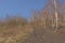 Bare birch trees and shrubs on on top of a spoil tip in Wallonia