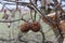 Bare branch with fruit of Davidia Involucrata Vilmoriniana, the dove tree.