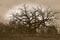 Bare Branched Mighty Oak in Sepia Tone Dark