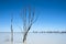 Bare branched trees against a blue sky in Lake Menindee in remote outback Australia