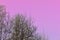 Bare branches of birches against the background of an unusual pink sky. Abstract natural background