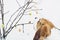 Bare branches with colorful Easter decoration eggs and curious beagle dog sniffing