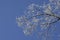 Bare branches with icy crystals of hoar frost against the clear