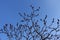 Bare branches of Rhus typhina with red fruit clusters against blue sky