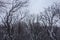 Bare branches of Robinia pseudoacacia covered with snow